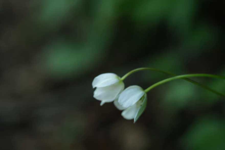 香りのギフト-01