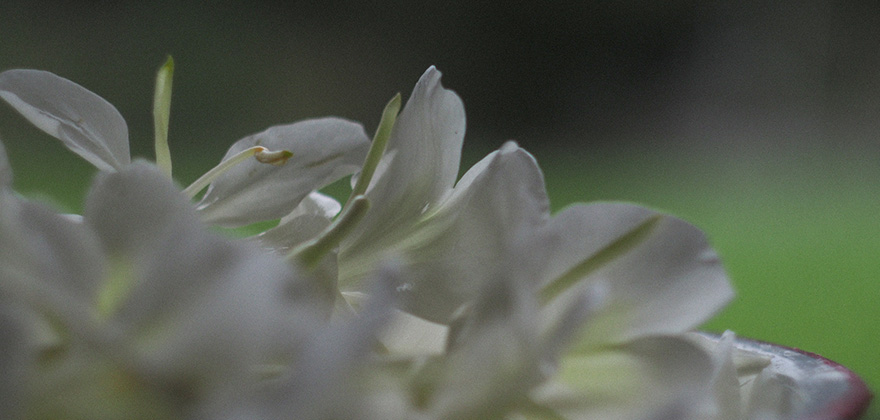 香りのクラフト