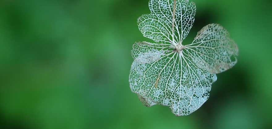 ⾹りのクラフト